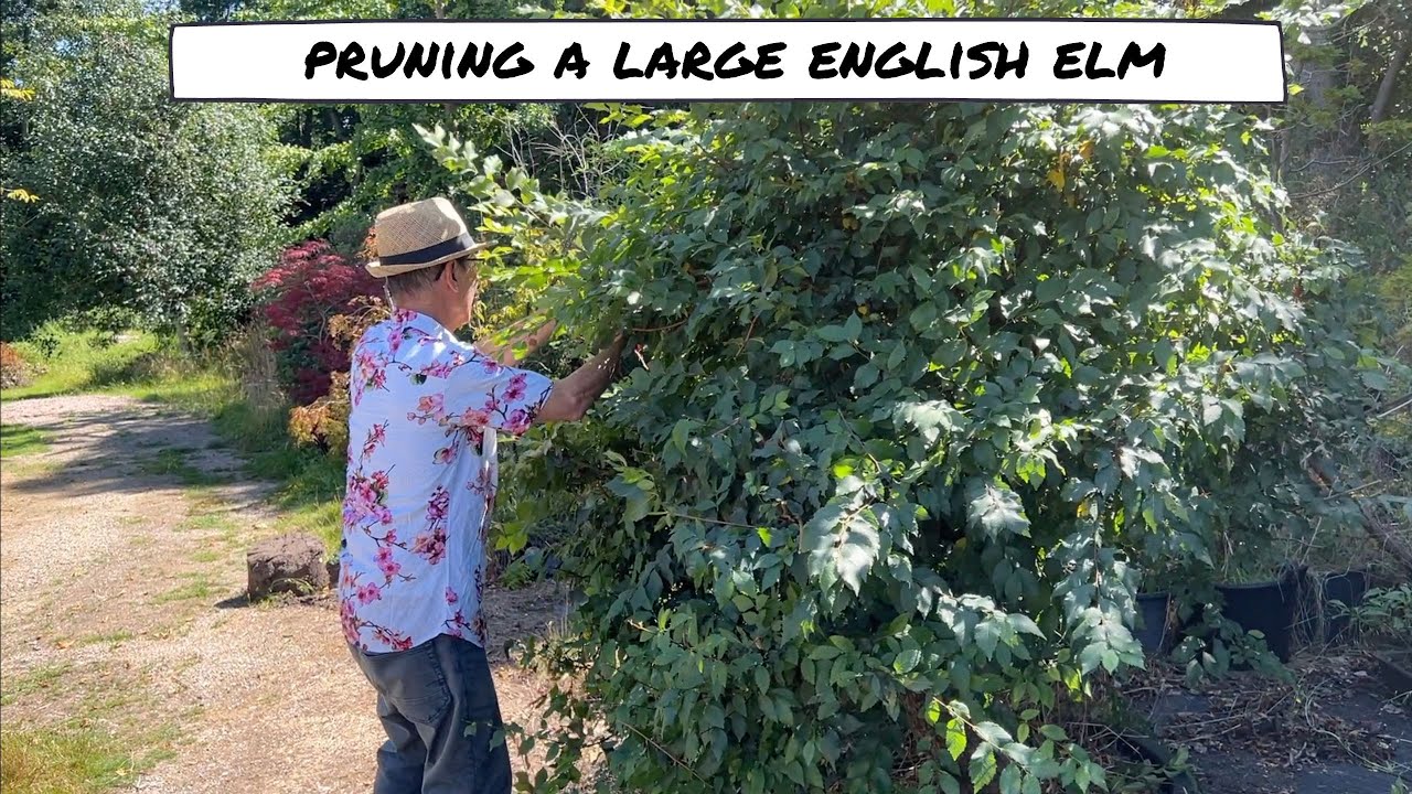 Pruning Large English Elm