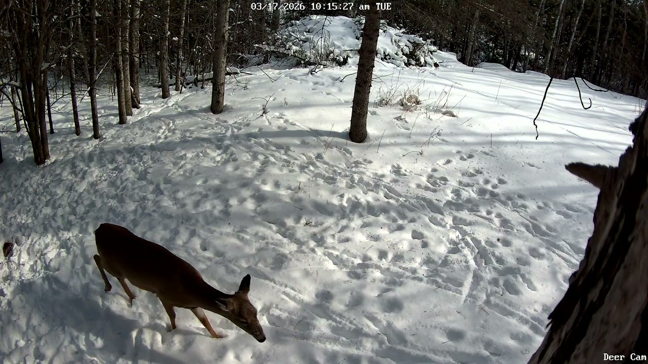 Deer 3-17-2026 10:14 AM