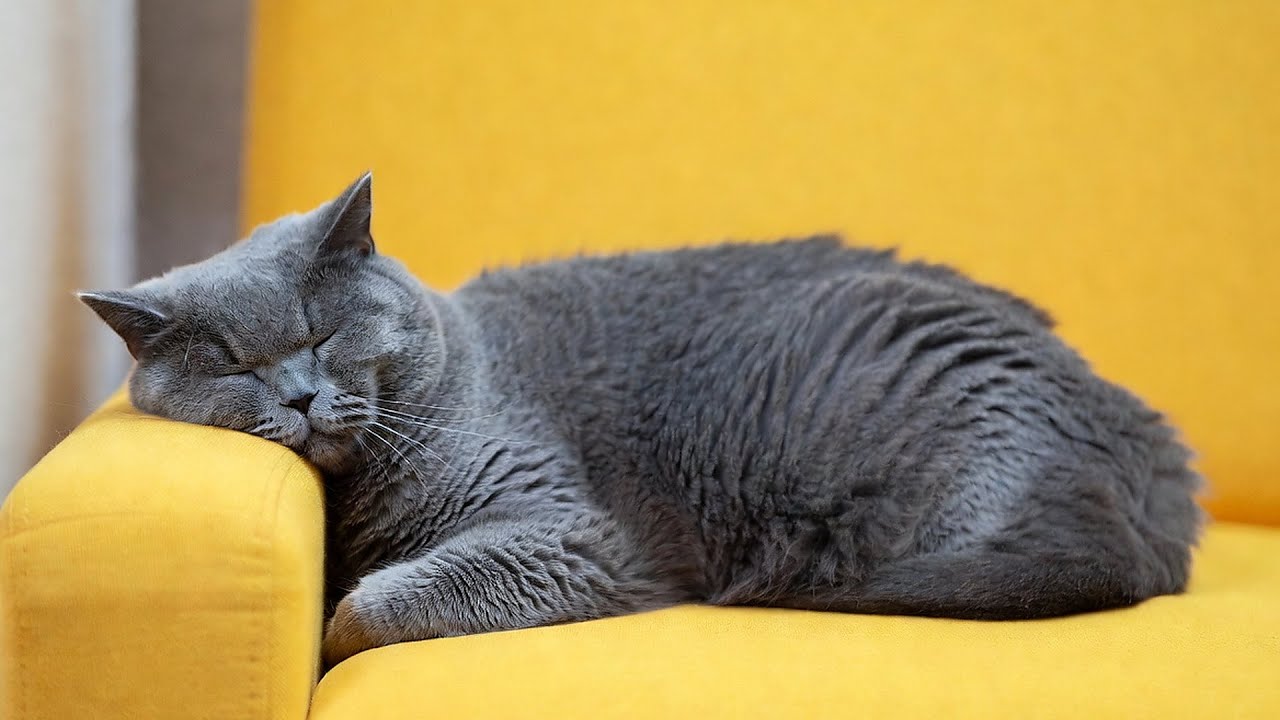LIVE Calm Cat Sleeping Stream for Night Time 😴 | Season 13