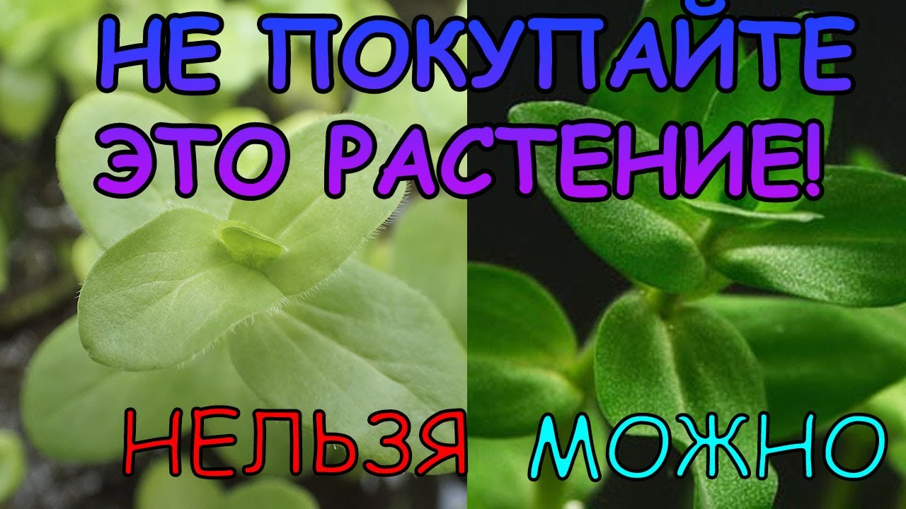 БАКОПА ЛАНИГЕРА. BACOPA LANIGERA. СЕКРЕТЫ СОДЕРЖАНИЯ В АКВАРИУМЕ