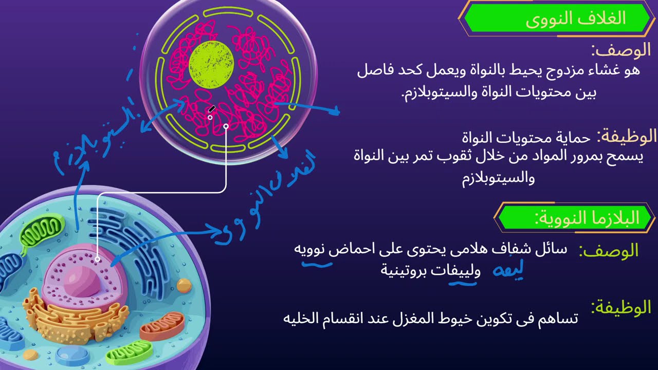 المحاضرة الخامسة للصف الأول تمريض | تركيب النواة بالتفصيل + حل تدريبات الكتاب المنهج المطور