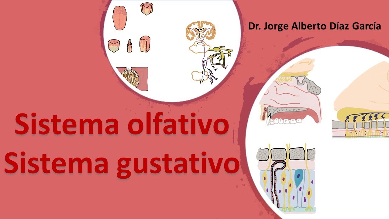 Sistemas olfativo y gustativo
