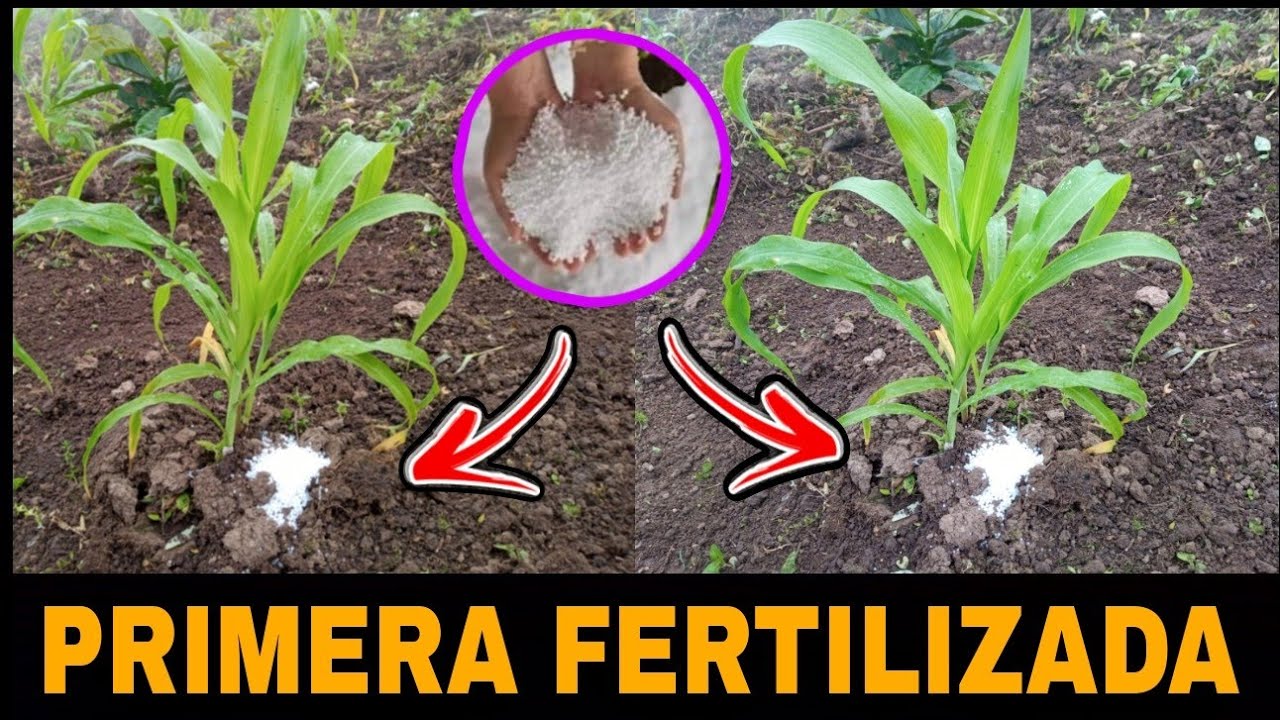 COMO ABONAR O FERTILIZAR NUESTRO CULTIVO DE MA&Iacute;Z CORRECTAMENTE POR PRIMERA VEZ