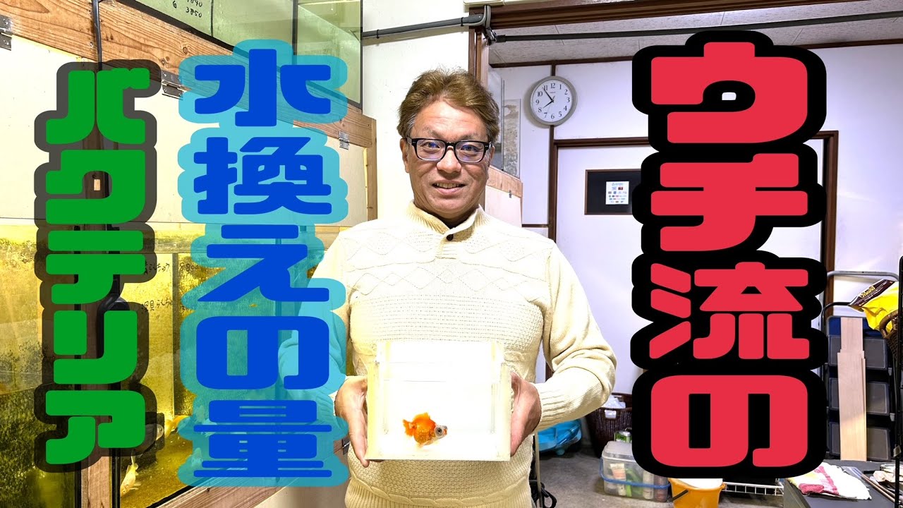 【初心者必見】きんぎょ屋が教える！水換えの量・バクテリア【ウチ流】