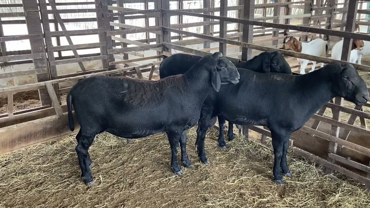 ESPECIAL OVINOS: RA&Ccedil;A SANTA IN&Ecirc;S