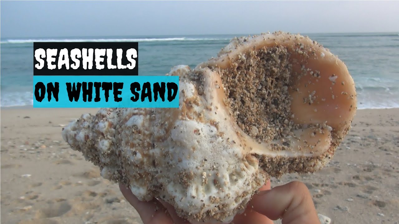 Explore the beach and discover many super large seashells