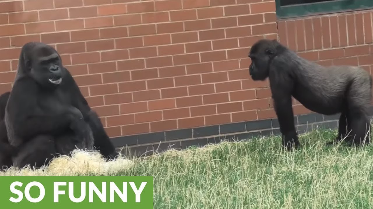 Cocky youngster playfully teases mama gorilla