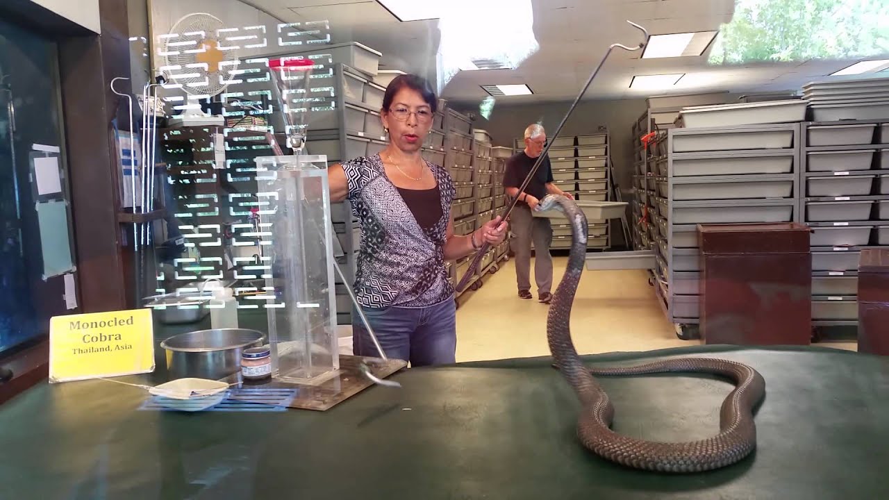 6/26/15 The Venom Show-Reptile World Serpentarium