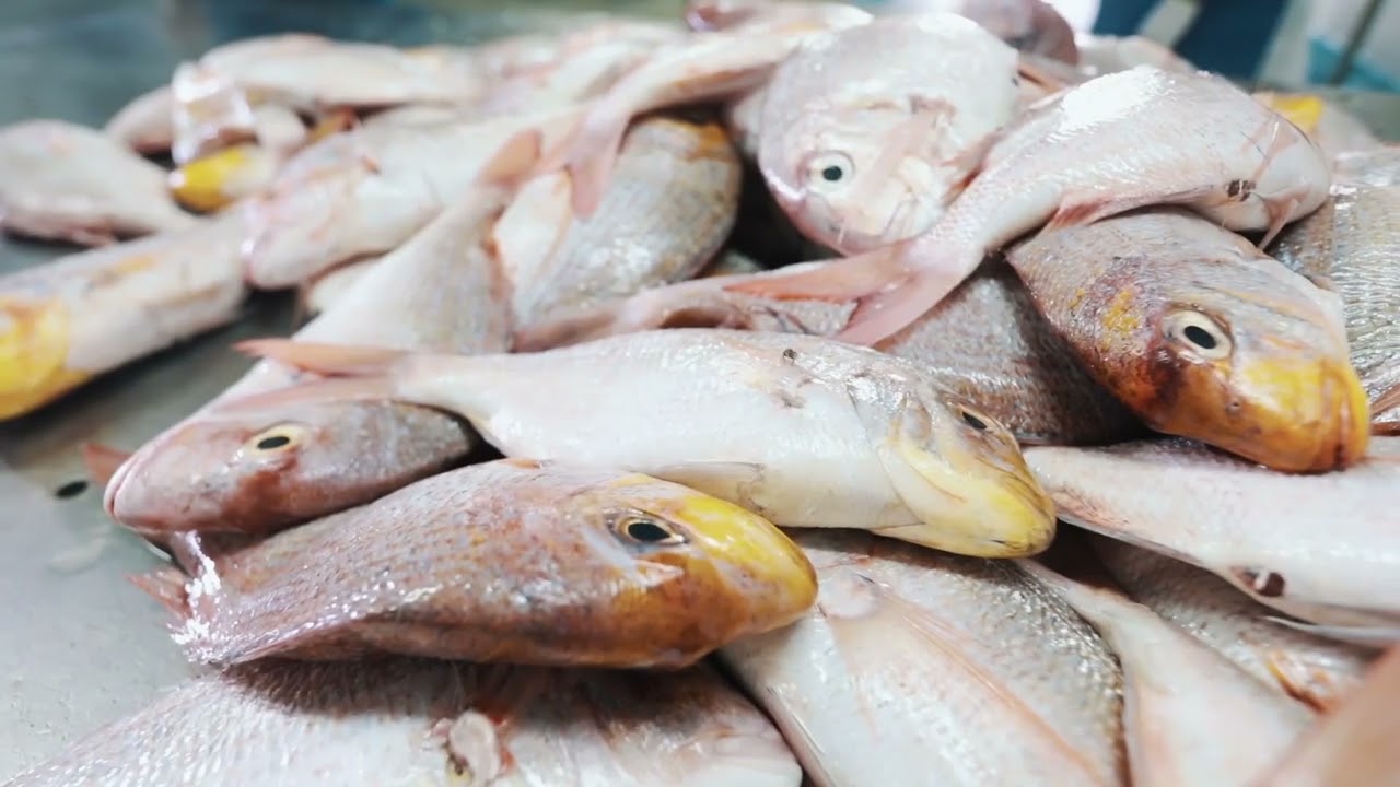 Investir dans la Zone Franche de Nouadhibou : Atouts et Opportunités