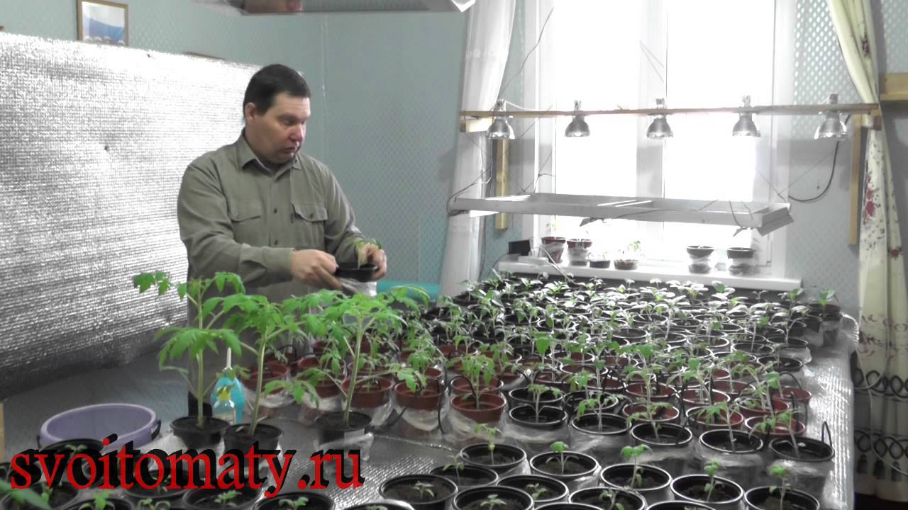 Подкормка и уход за рассадой