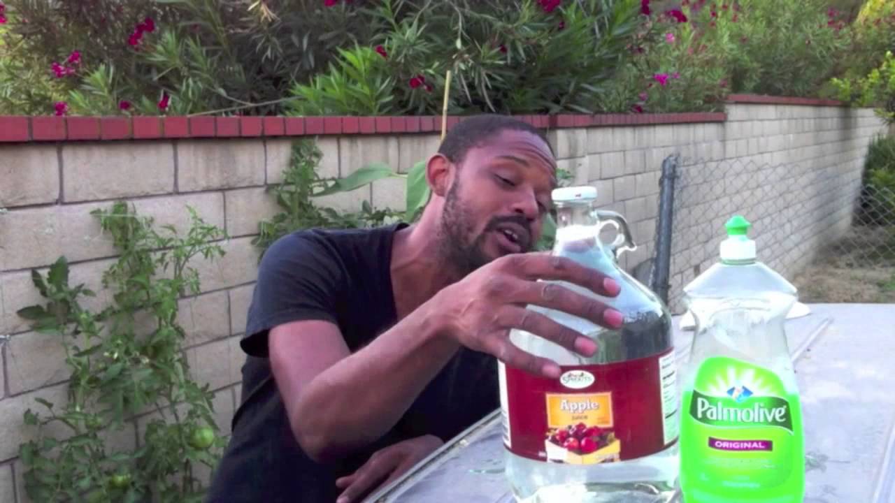 How I Handle Aphids