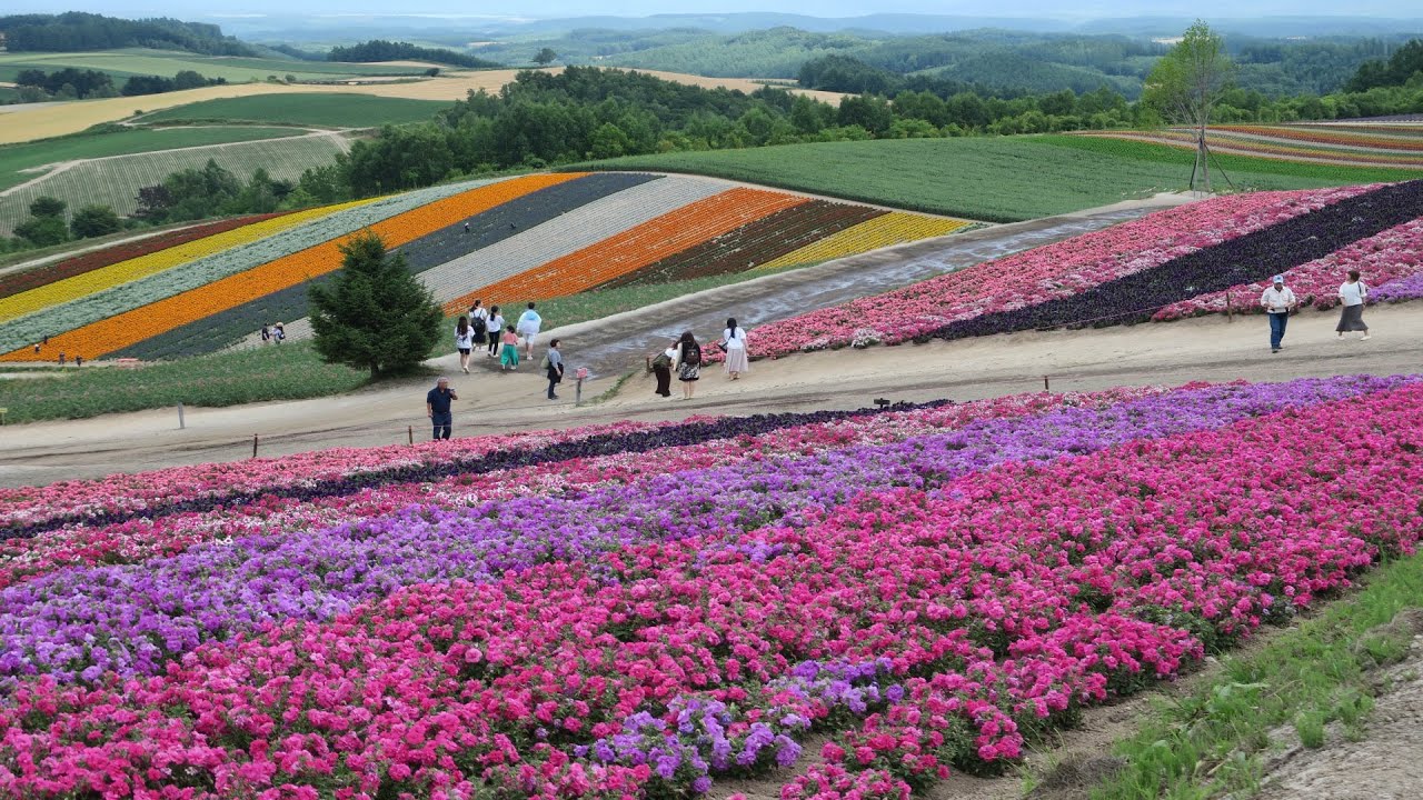 【SHIKISAI NO OKA】 四季彩の丘, SUMMER SPLENDOUR!