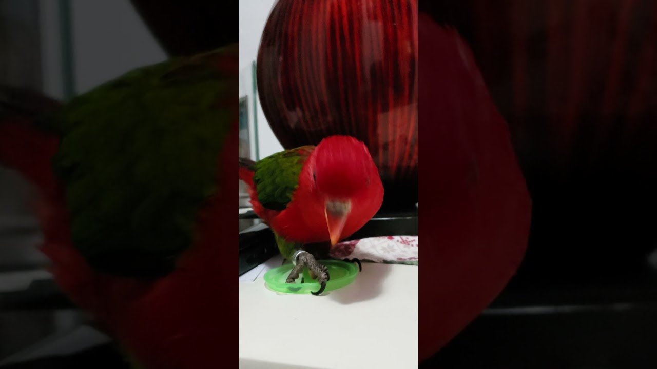 #parrots #birds #smartparrot Rica is smart, she is trying to open the pot