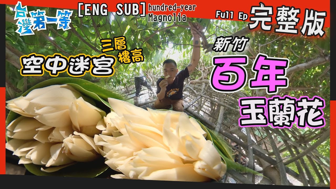 [ENG SUB] 新竹Magnolia tree king【百年樹王飄香  爬三層防採花賊/天然無防腐劑  日曬森林麵條/高纖低熱量 晚香玉筍是花?!】│2021.11.21│《台灣第一等》完整版