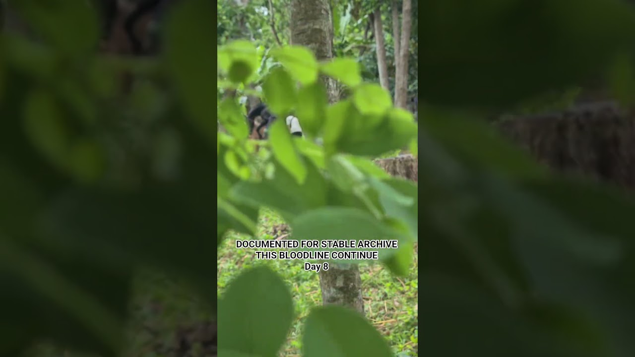 official || I Documented for my Stable archive to know when her birth #horse #animals #wildanimals