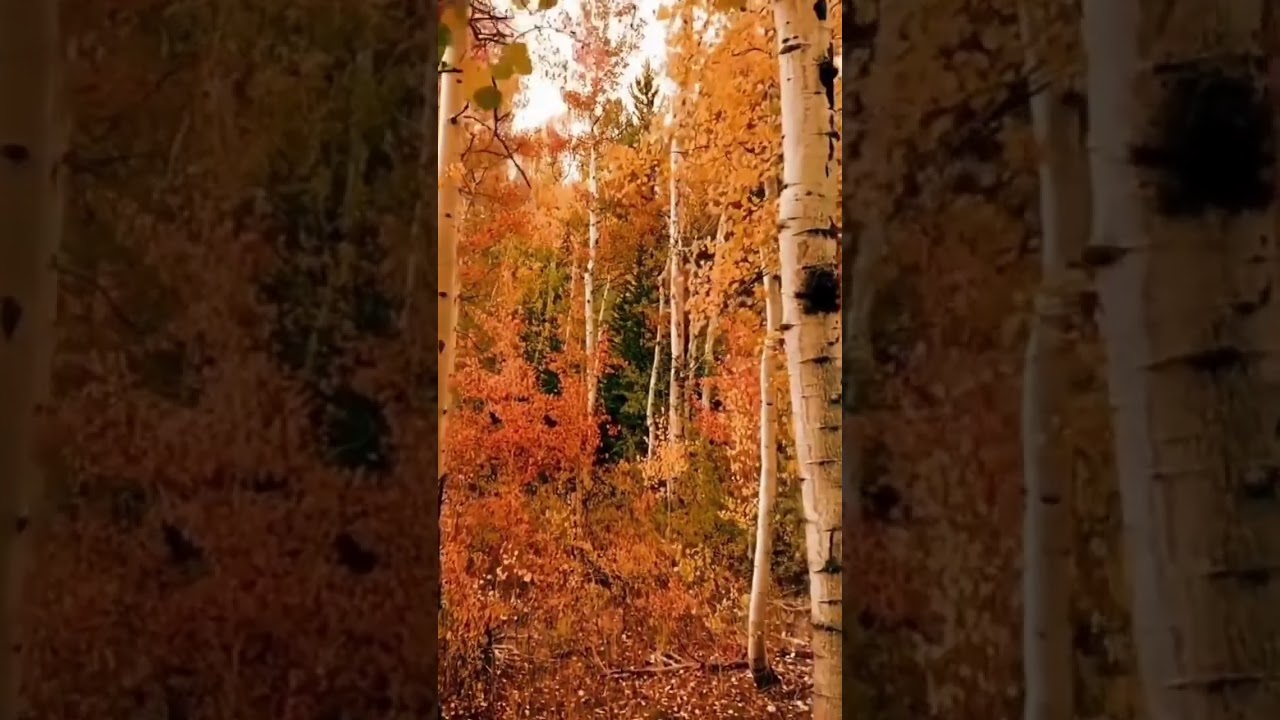 Gentle healing music for health and calming the nervous system, deep relaxation
