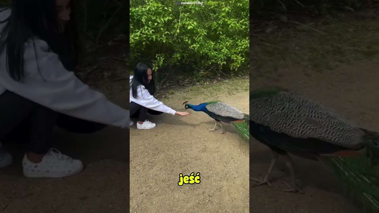 Nie chciał rozłożyć pi&oacute;r&hellip; Zobacz, co zrobiła dziewczyna! 🦚