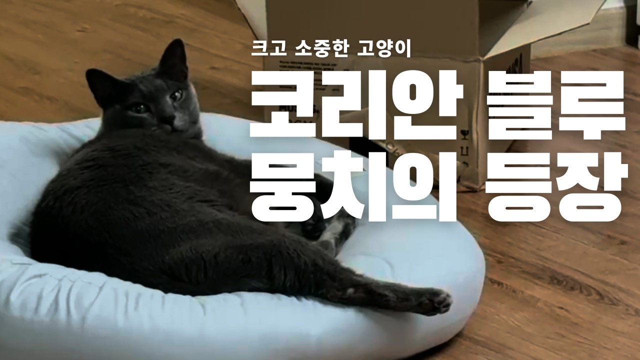 귀여운 걸 더 크게 볼 수 있으니 오히려 좋쟈나