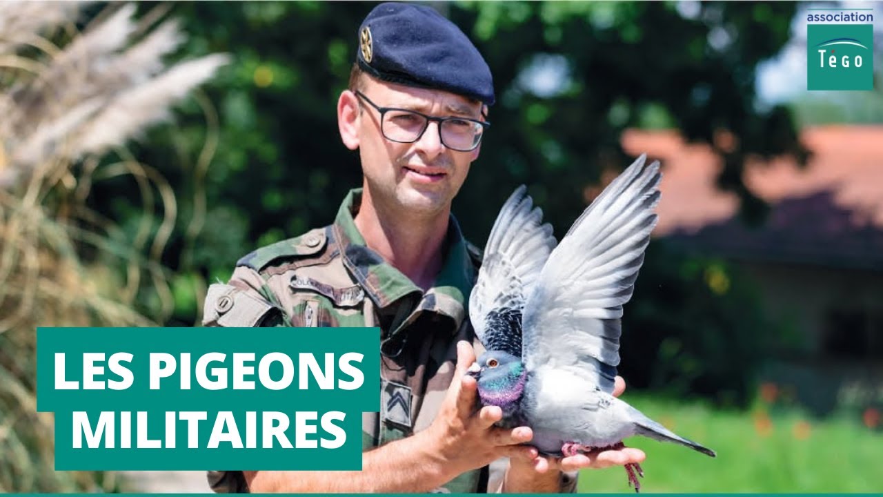 LES PIGEONS MILITAIRES DU MONT VALÉRIEN🐦