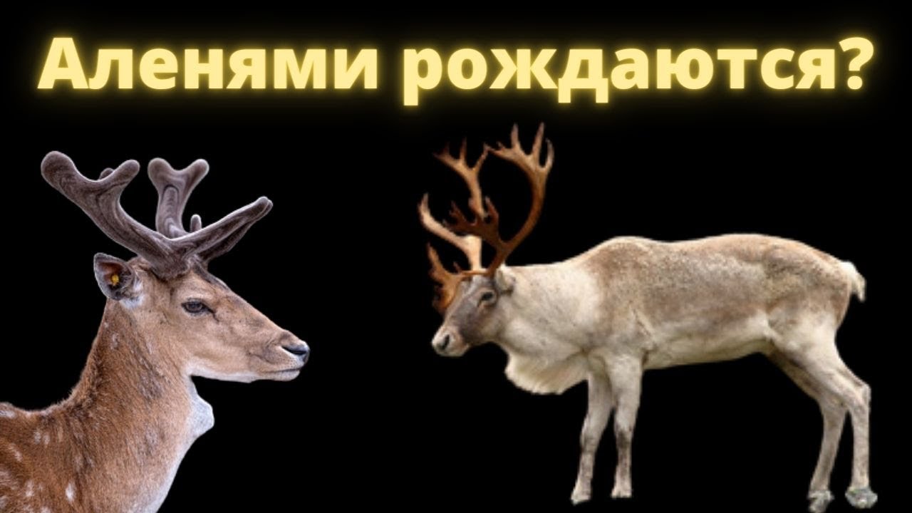 Когда становятся Аленями