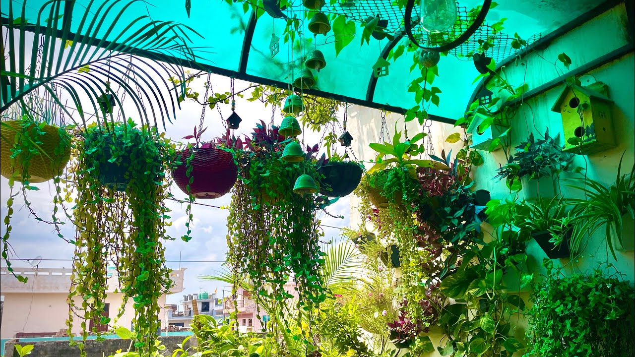 बारिश में ये काम सबसे पहले करले ?#gardeningplants #terracegardenindia #viral #plantsofindia #nature 