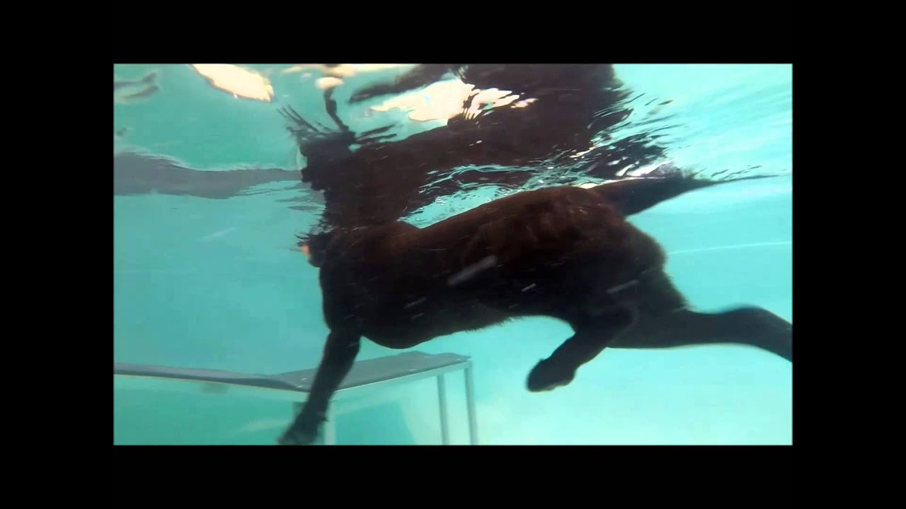 Paddlin Paws Pontefract