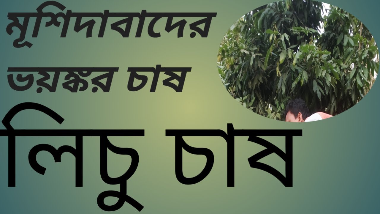 লিচু চাষ lichubagan