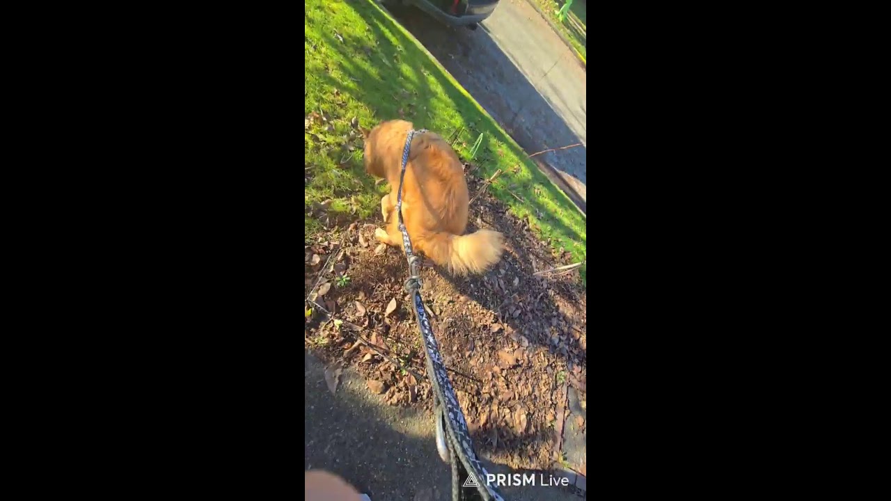 it's monday!! time for a walk with Bam bam!!