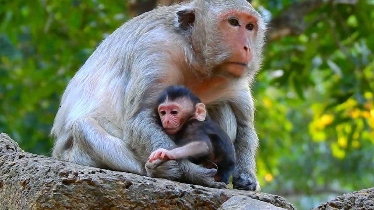 Monkey Scarlett Welcomes a New Member into Her Family