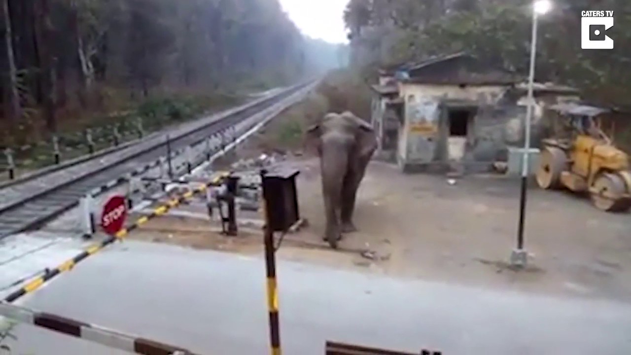 Elephant crossing railway gate