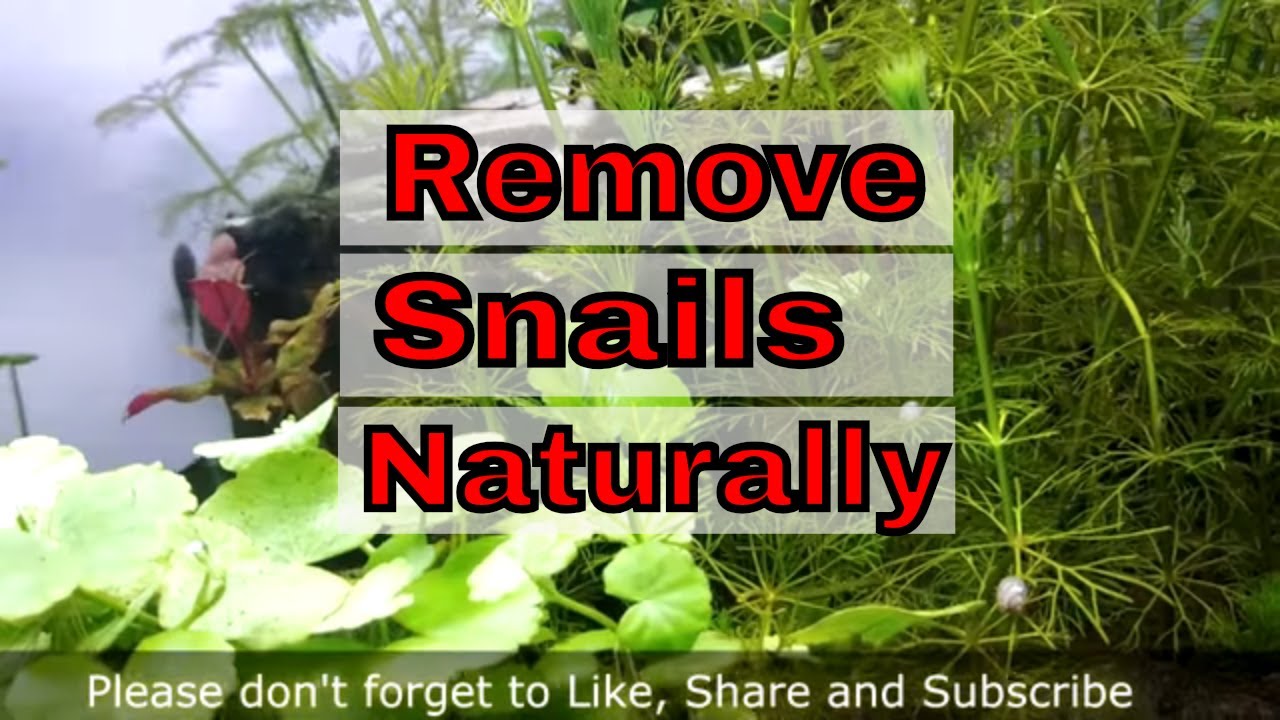 How to: Get rid of snails without chemicals or snail catcher 100% effective in Hindi