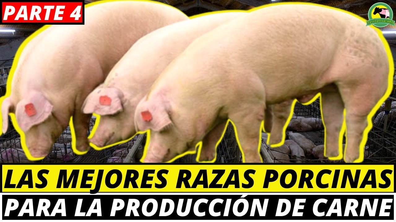 Las 5 MEJORES Razas De CERDOS Para ENGORDAR |CÓMO CRIAR CERDOS