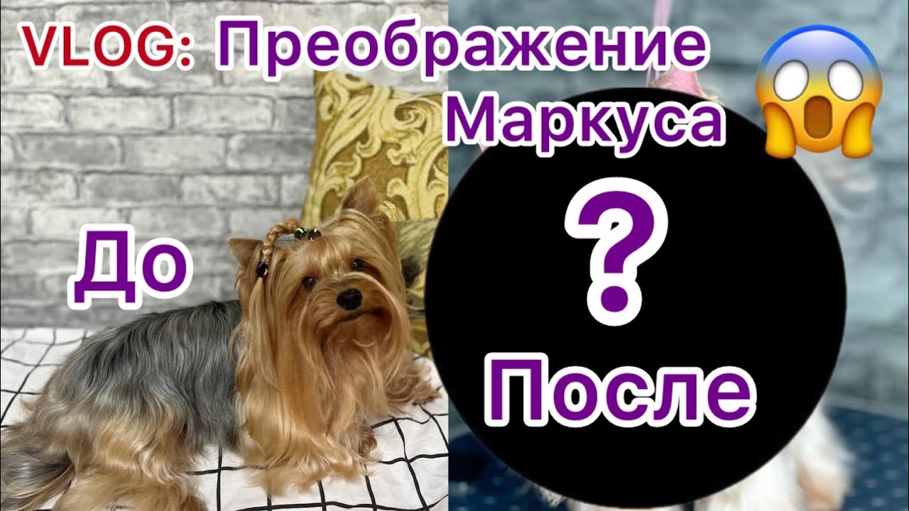 VLOG:Перевоплощение Йорка Маркуса| я в шоке!!!!ЩЕНКИ КОРГИ|РАСПАКОВКА ВСЯКОЙ ЕРУНДЫ с WILDBERRIES 💜