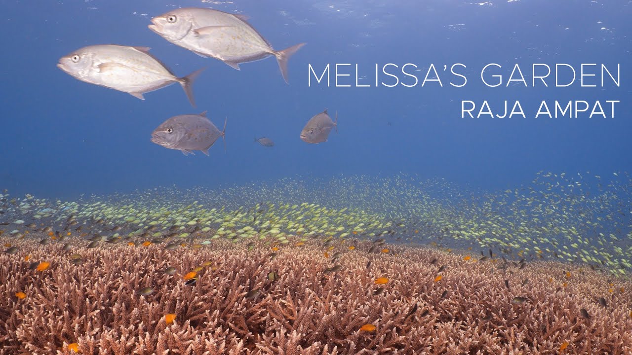 Melissa's Garden | Diving Raja Ampat, Indonesia [4k]