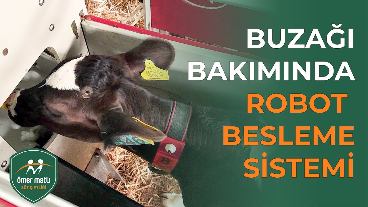 Buzağı Bakımında Robot Besleme Sistemi