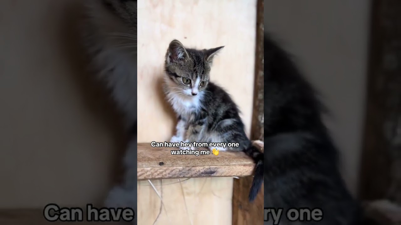 save the little babies #catshorts #shorts #streetcats #streetcatrescue