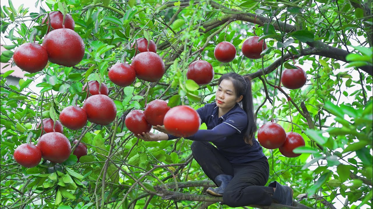Harvesting the mutated RED GRAPEFRUITS and taking them to the local market to sell
