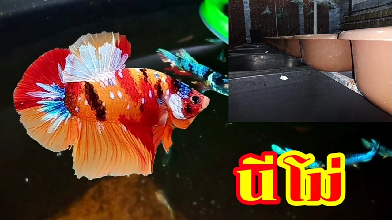 EP.34 จุดเริ่มต้นนีโม่ l เพาะปลากัดนีโม่ 10 คู่ สอนสูตรปล่อย5ตัก3 l สำหรับมือใหม่