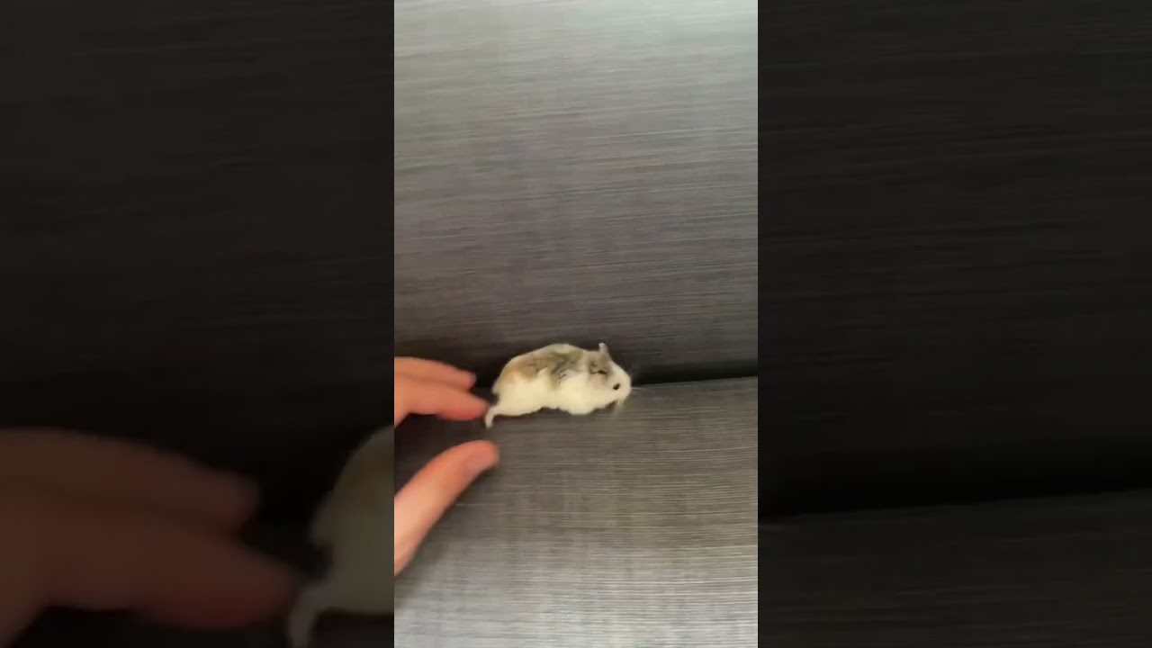 How to enjoy life as a roborovski dwarf hamster and cuteness overloaded step by step...