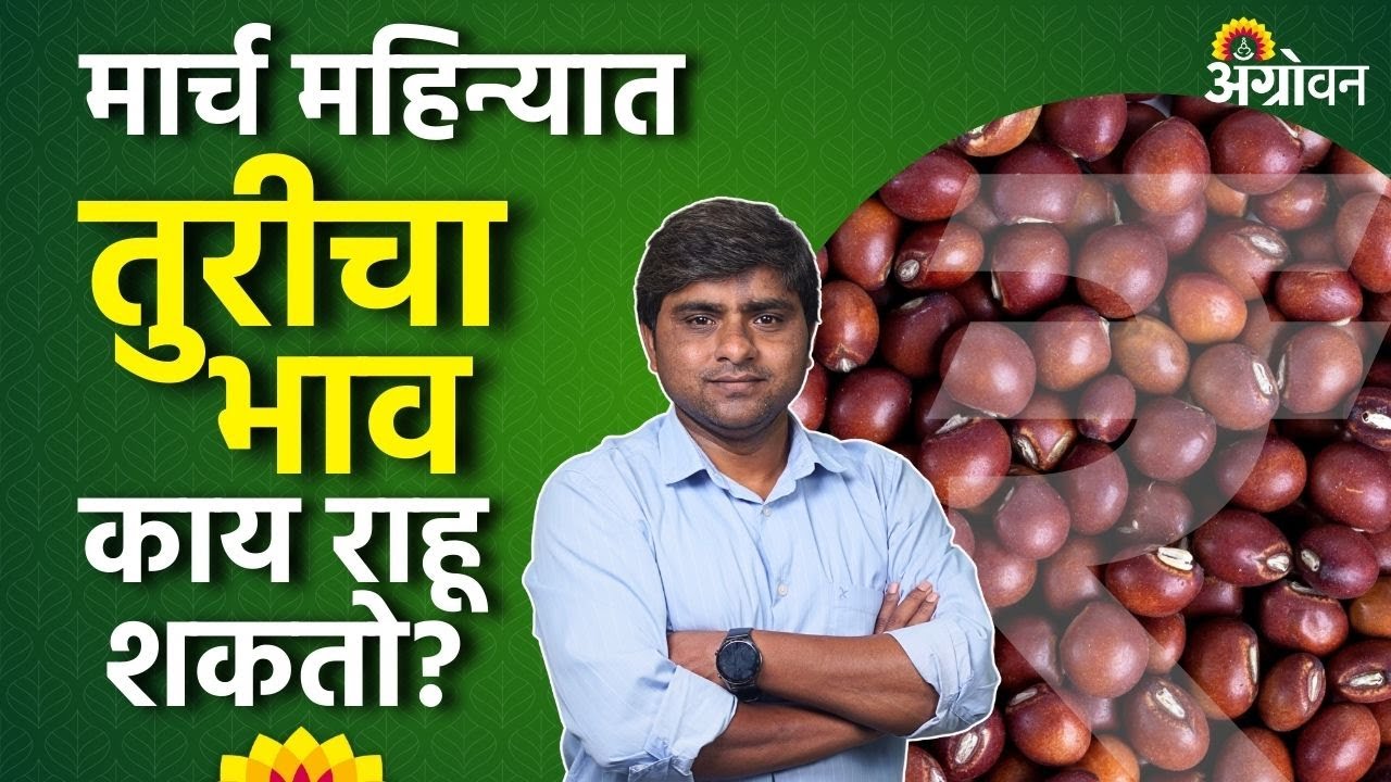 Tur Market Rate: सरकार तुरीचे भाव पाडण्यासाठी काय काय करतंय? | Agrowon | ॲग्रोवन