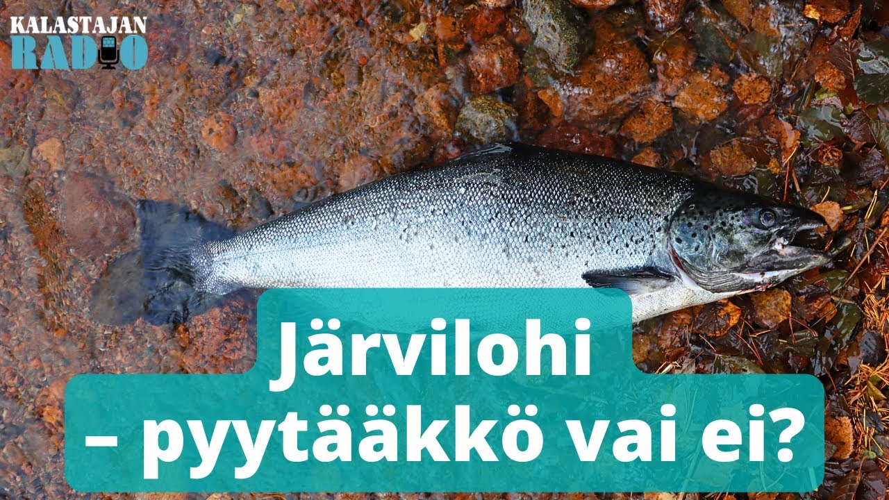 Järvilohi – pyytääkkö vai ei? ⎮ Kalastajan Radio
