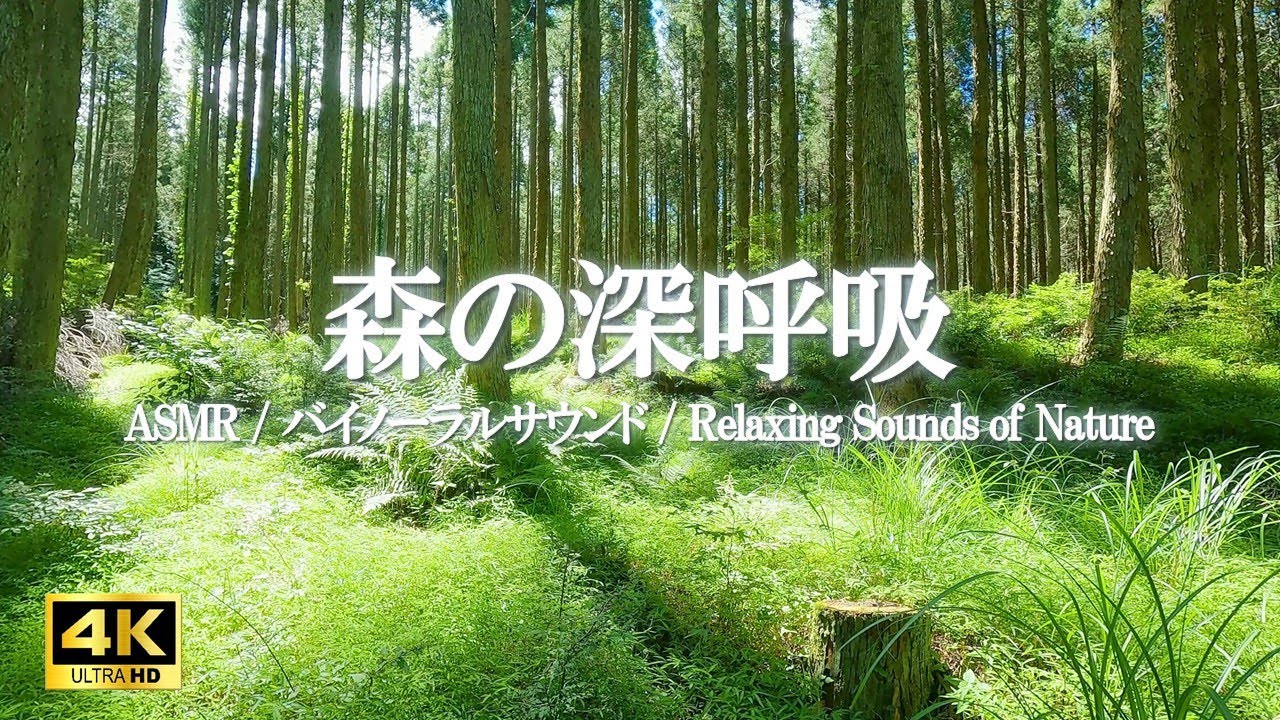 ゆふいんの森で静かに安らぐ秋の音に耳を澄ます|ヨガ、リラクゼーション、睡眠【ASMR 4K】