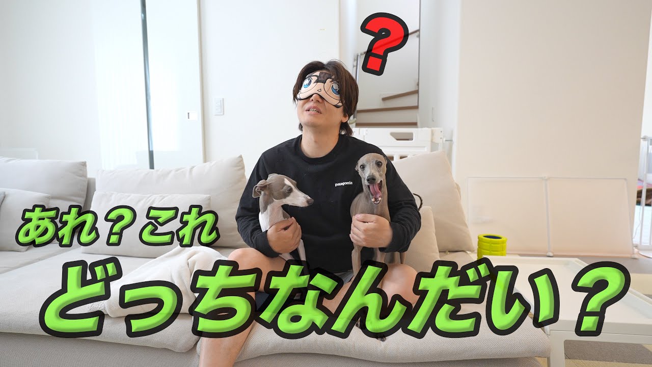 愛する愛犬なら目隠ししてもどっちがどっちか分かって当たり前だよね？【イタグレ】