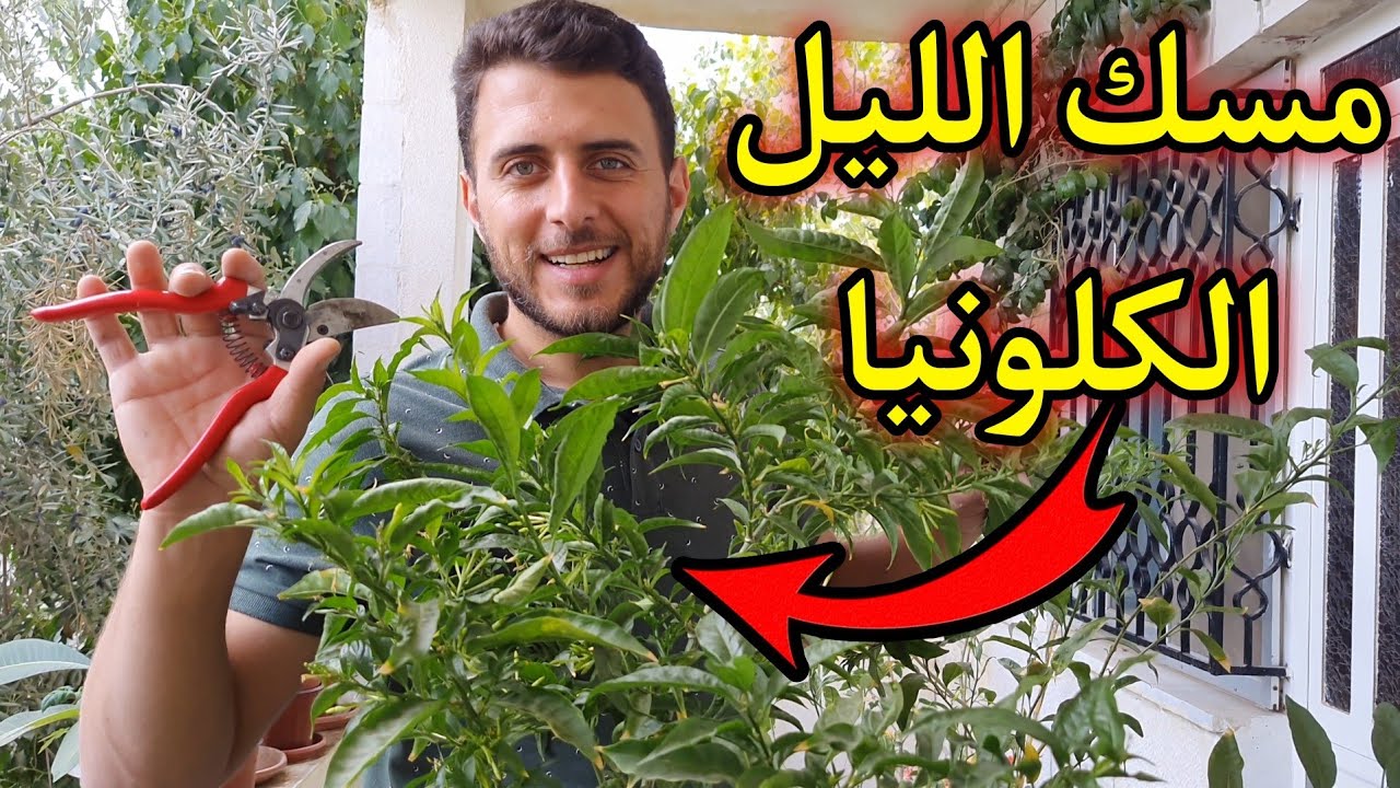 زراعة مسك الليل او الكالونيا والعناية به 🌱