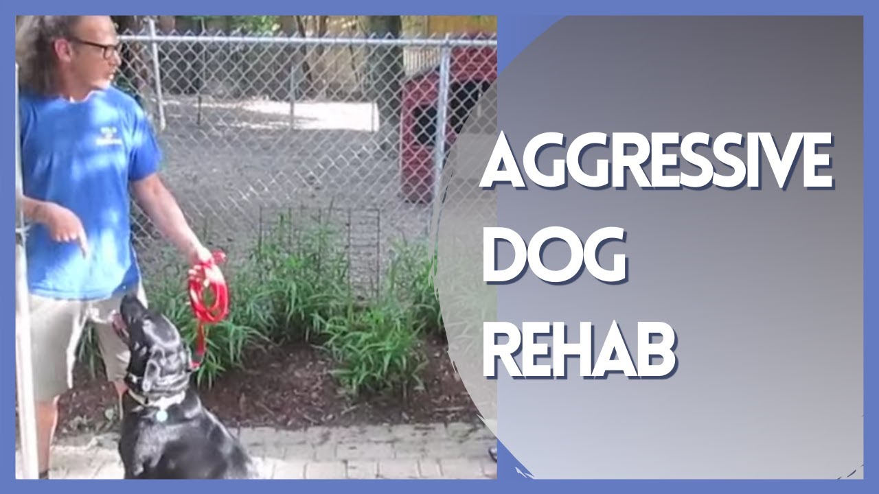 Aggressive Dog Rehab Solid K9 Training