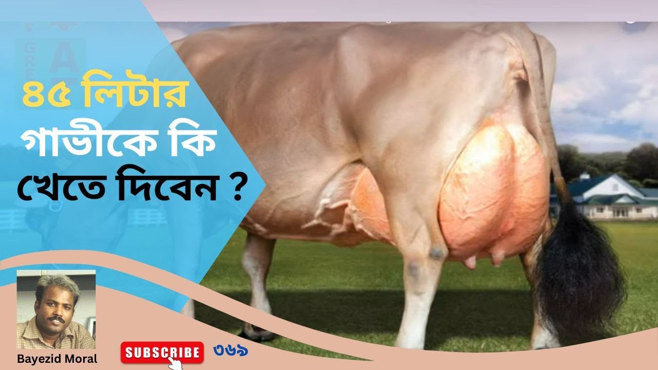 369 - ৪০/৪৫ লিটার দুধ দেয়া গাভীর খাদ্য কেমন হবে | ডা. জহিরের পরামর্শ | Cows food management