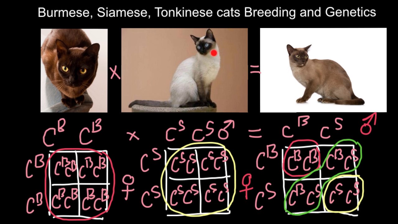 Burmese, Siamese, Tonkinese cats Breeding and Genetics
