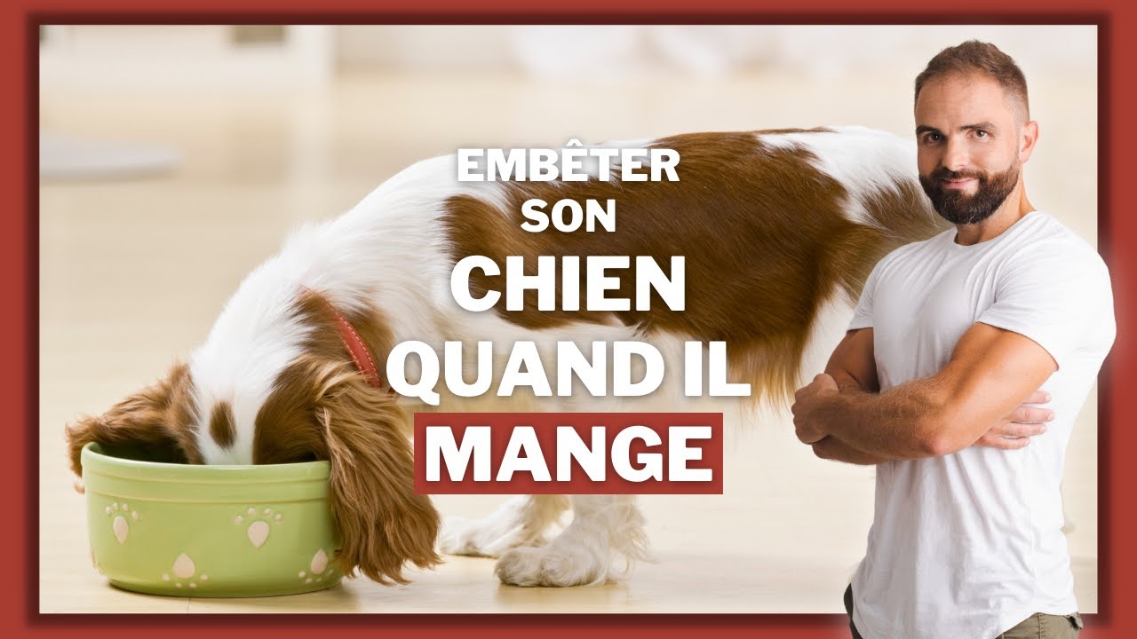 Pourquoi emb&ecirc;ter son chien quand il mange ?