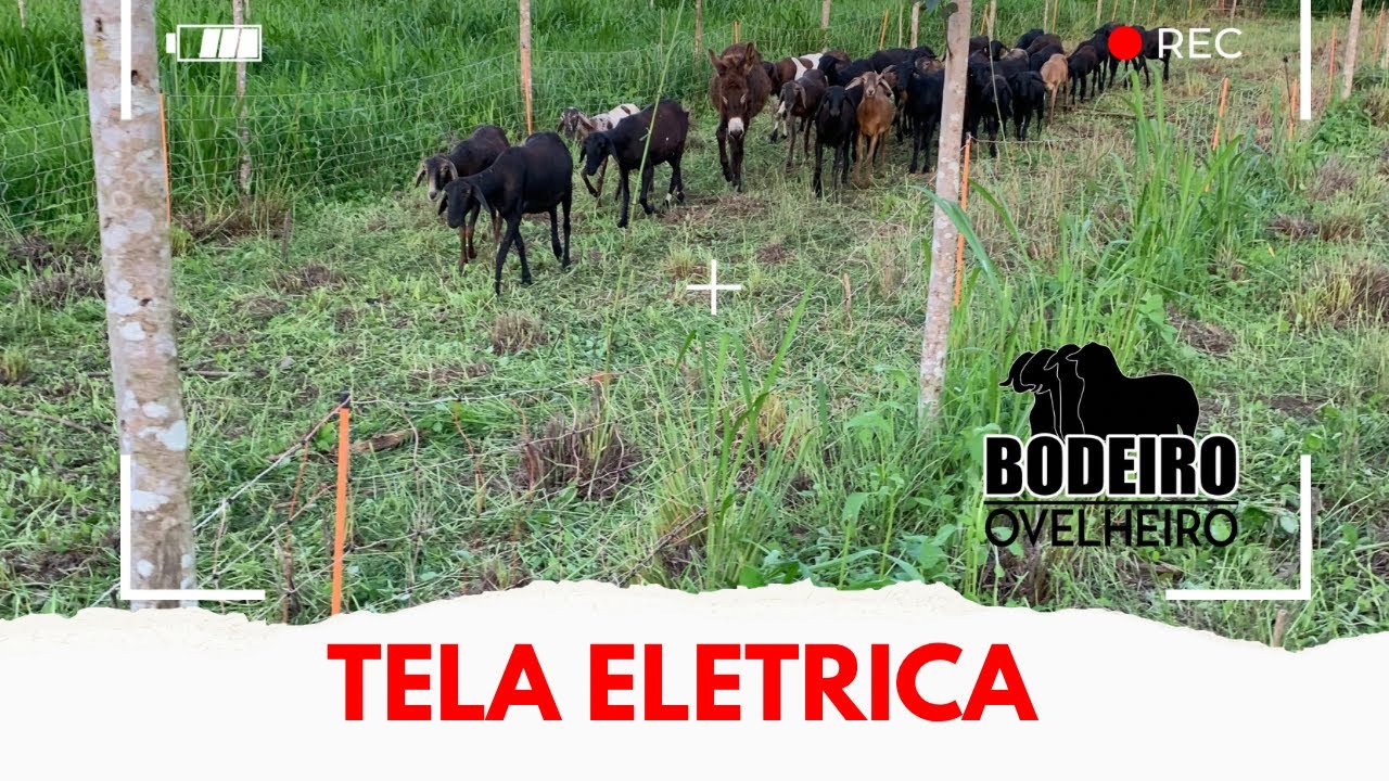 Tela Elétrica para contenção de Ovinos