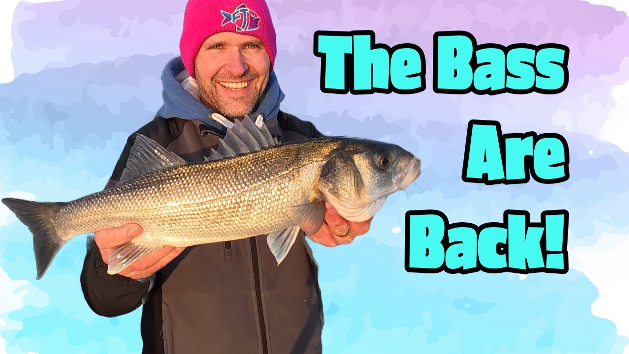 Catching Big Bass from the Shore with Crabs! (Spring Beach Fishing Tips) 🐟🦀